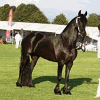 FRIESIAN HORSES FOR SALE