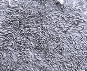 ipCELLCULTURE™ Filtre cu membrană cu urme de înțepătură