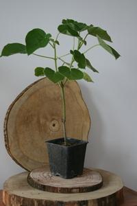 Plante Paulownia