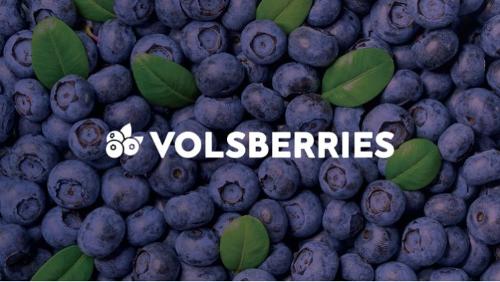 afine , blueberries, berries